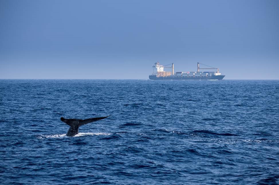Davie: Advocating for Marine Life Conservation